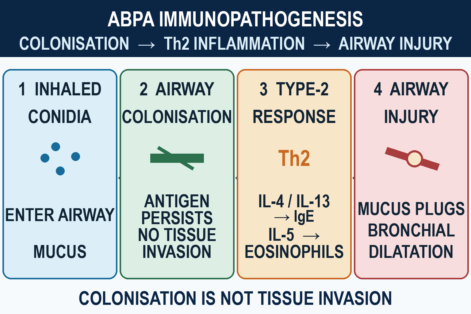 Four-step ABPA mechanism from inhaled Aspergillus antigen to type-2 IgE and eosinophil response, mucus plugging and bronchiectasis without tissue invasion