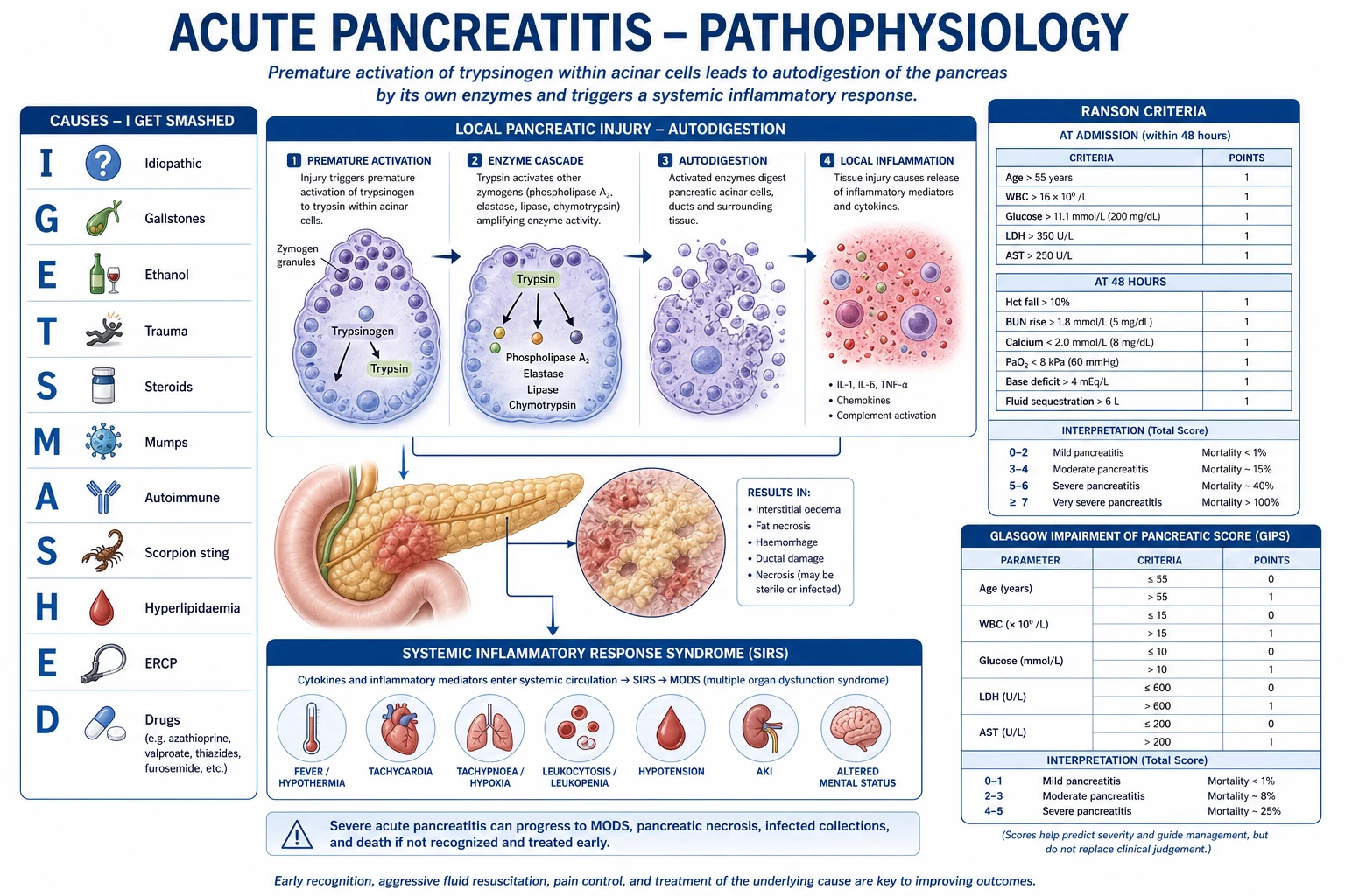Mechanism infographic: trypsinogen activated prematurely inside acinar cell, elastase damages vessels, phospholipase A2 destroys membranes, lipase digests fat with calcium saponification, cytokine cascade to SIRS and organ failure