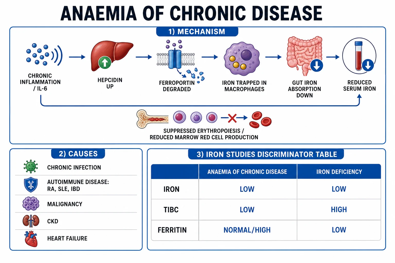 Clean management infographic: treat the underlying cause, intravenous iron, erythropoiesis-stimulating agents in CKD and cancer