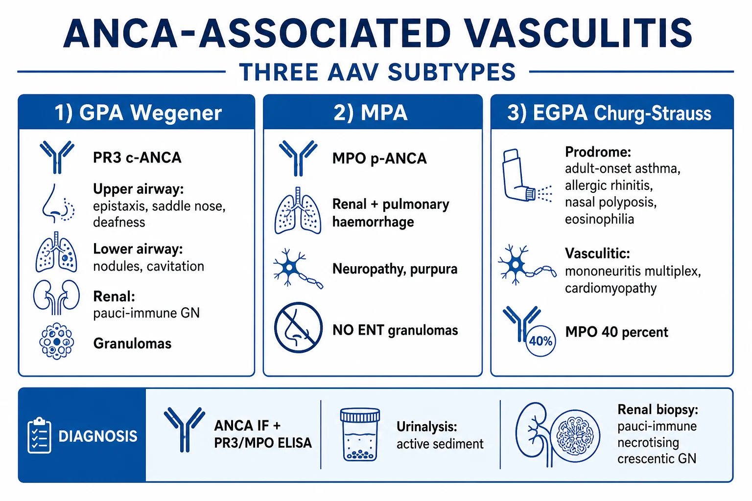Clean infographic: three AAV subtypes plus ANCA plus pulmonary-renal