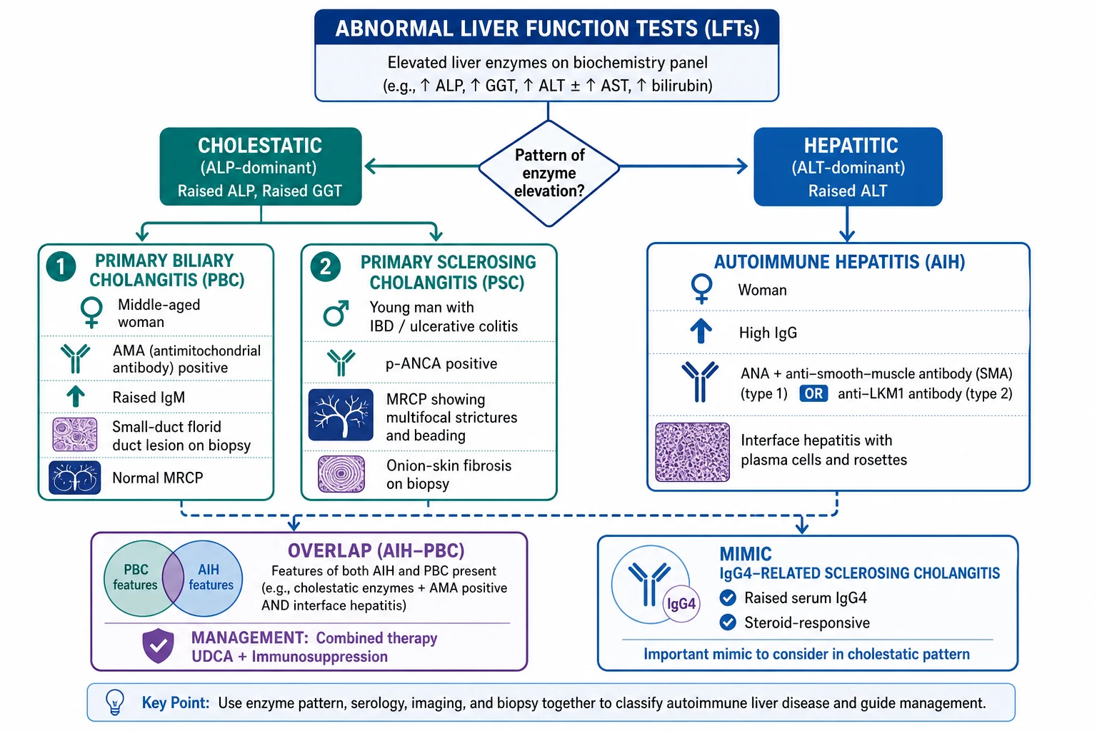 Diagnostic algorithm infographic mapping abnormal LFTs through cholestatic vs hepatitic branches to PBC, PSC, AIH, overlap and IgG4 mimic