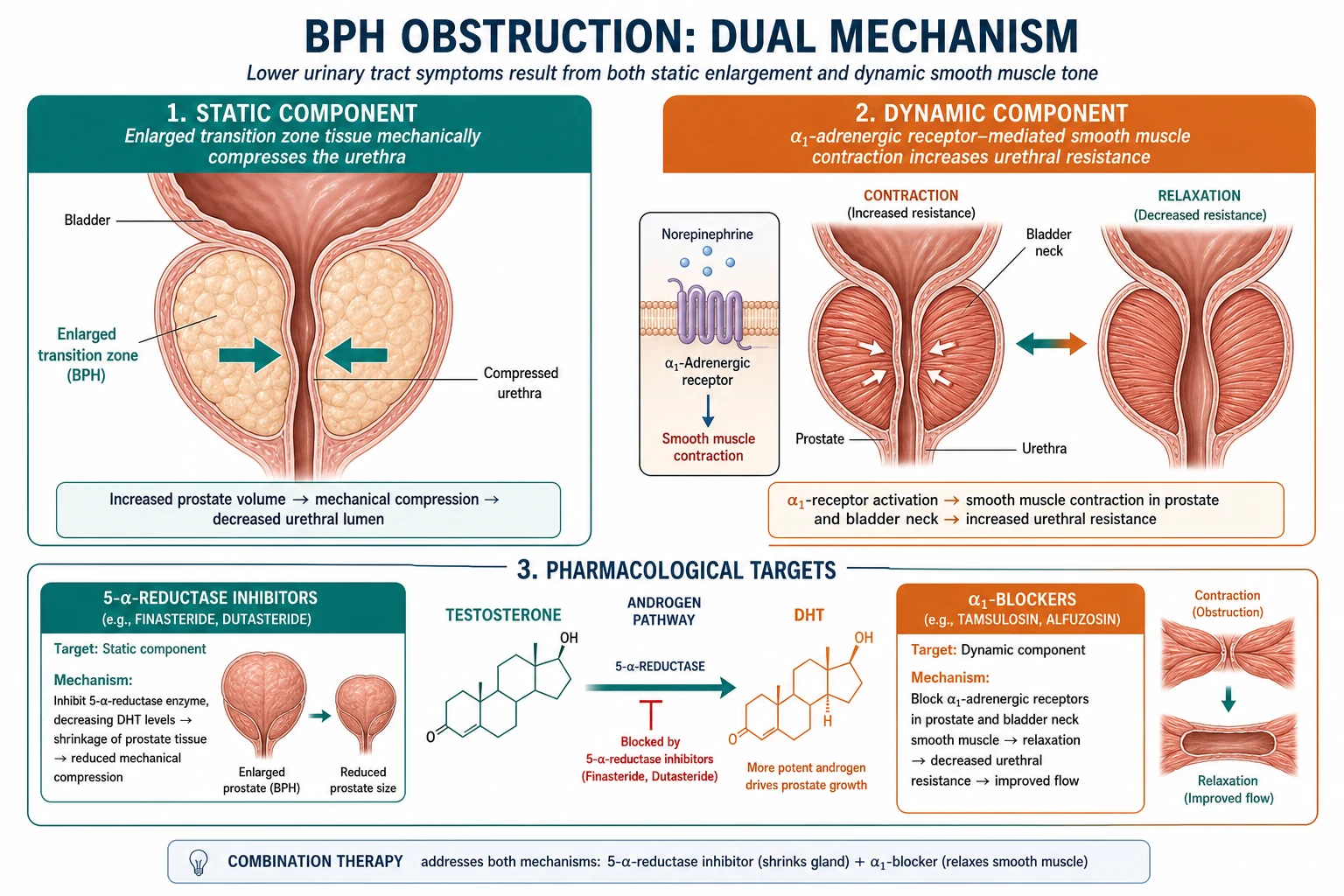 Dual mechanism of obstruction showing static mechanical compression by the enlarged transition zone and dynamic alpha-1 adrenergic smooth muscle contraction, with drug targets labelled.