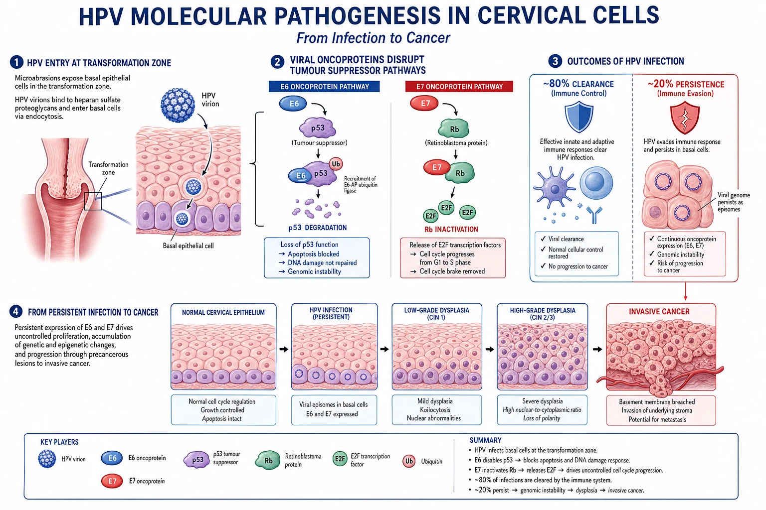 HPV molecular pathogenesis: E6 and E7 oncoproteins inactivating tumour suppressors.