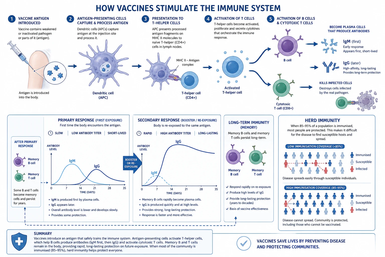 Vaccine contraindications decision aid: true contraindications (red), precautions (amber), and false contraindications (green) with cold chain and VVM check.