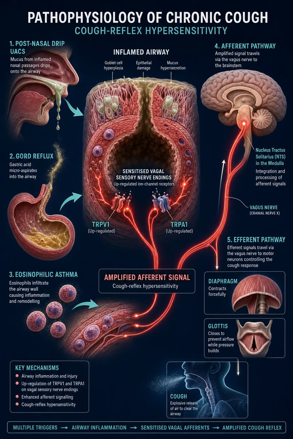 Mechanism infographic: sensitised TRPV1/TRPA1/P2X3 receptors on airway vagal afferents, three upstream triggers (post-nasal drip, GORD micro-aspiration, eosinophilic inflammation), afferent vagus to nucleus tractus solitarius, efferent pathway to diaphragm and glottis