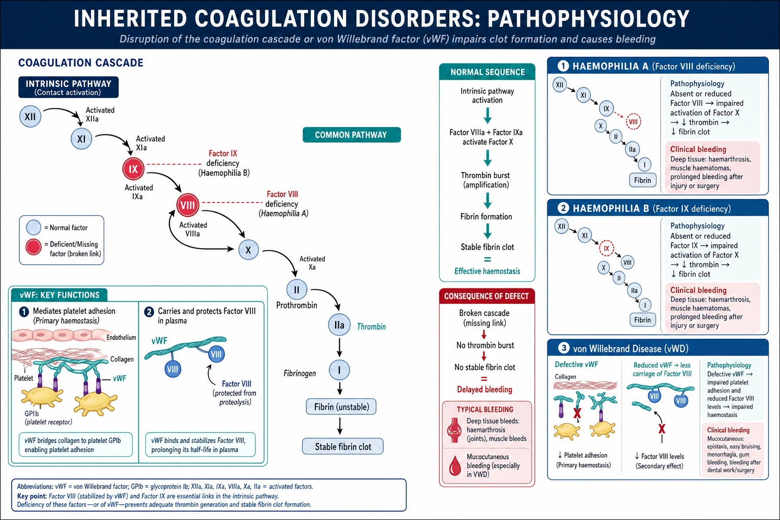 Mechanism infographic: the coagulation cascade waterfall with factor VIII (haemophilia A) and IX (haemophilia B) highlighted as the broken links, plus a platelet-adhesion panel showing vWF bridging collagen to GPIb and carrying factor VIII