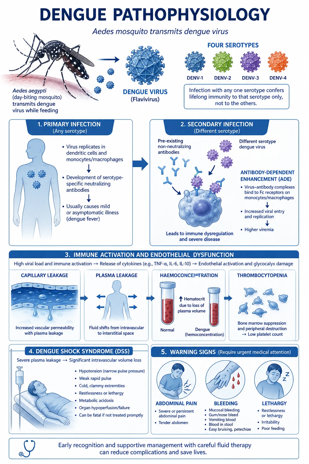 Mechanism infographic: Aedes bite injects virus into skin Langerhans cells and dendritic cells, viral replication and viraemia, ADE via non-neutralising antibody-Fc-receptor uptake into monocytes, massive cytokine release (TNF-alpha, IL-6, IL-8, IFN-gamma, MCP-1, complement, mast cell mediators) producing endothelial dysfunction and capillary leak (plasma leakage, effusions, shock), bone marrow suppression and peripheral platelet destruction (thrombocytopenia)