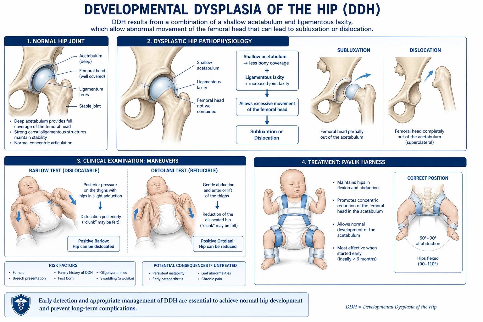 Pathophysiology cascade: capsular laxity and shallow acetabulum allow femoral head to sublux, leading to acetabular dysplasia, femoral head deformation, and a self-perpetuating cycle of dislocation.