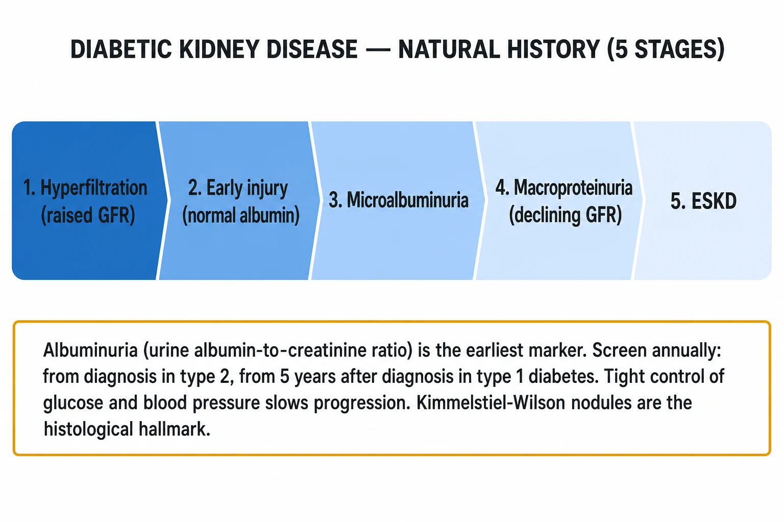 Clean horizontal five-stage progression infographic for diabetic kidney disease: hyperfiltration then early injury then microalbuminuria then macroproteinuria then ESKD, with albuminuria and GFR curves overlaid