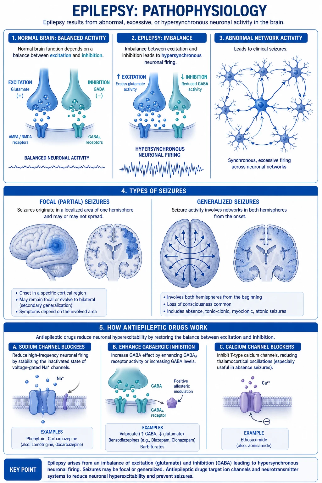 The excitation-inhibition balance at a cortical seizure focus, showing glutamatergic excitation and GABAergic inhibition, the paroxysmal depolarising shift, and the targets of AED classes.