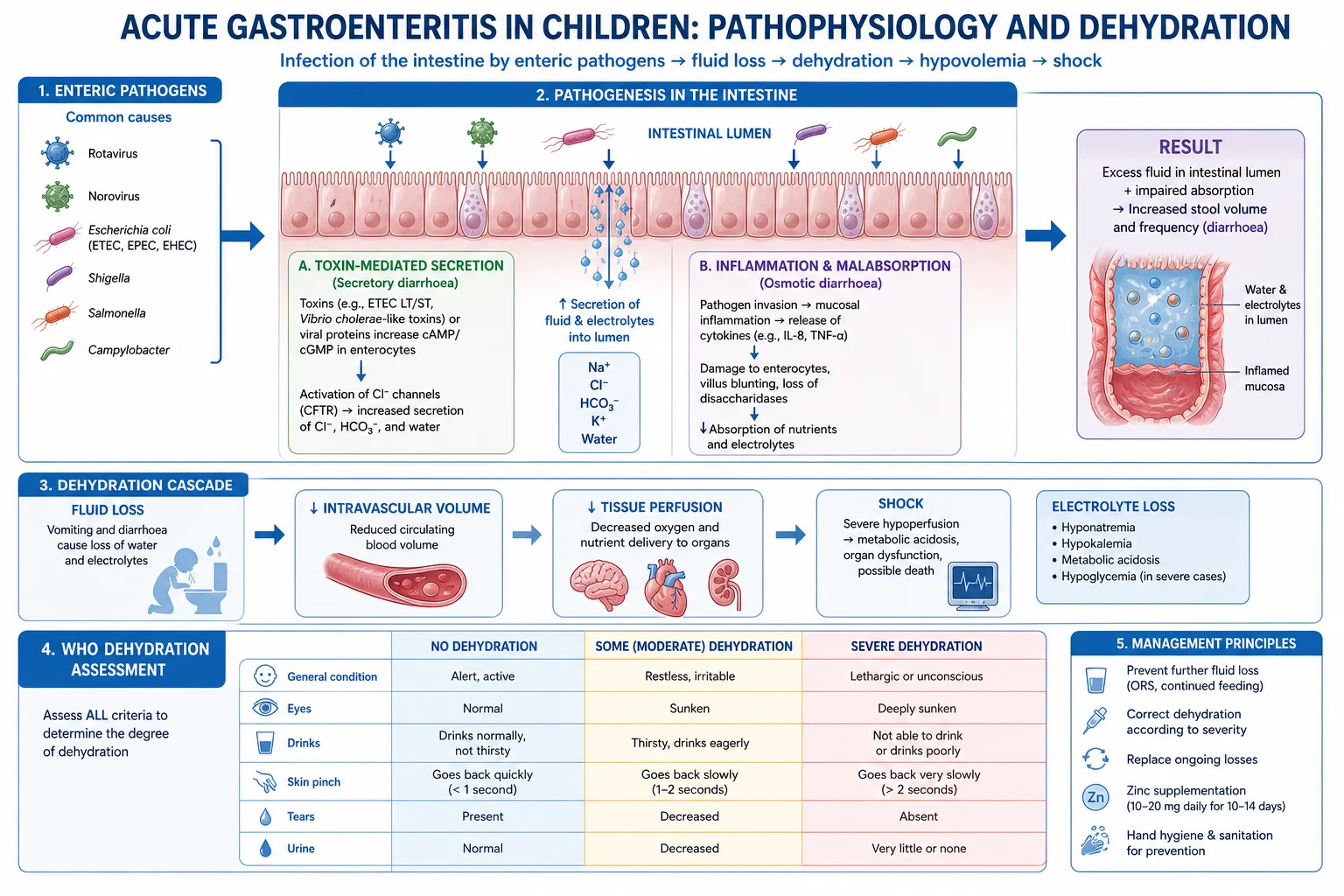 Pathophysiology cascade: genetic predisposition plus immature brain plus rapid temperature rise leading to cortical neuronal discharge and a generalized seizure