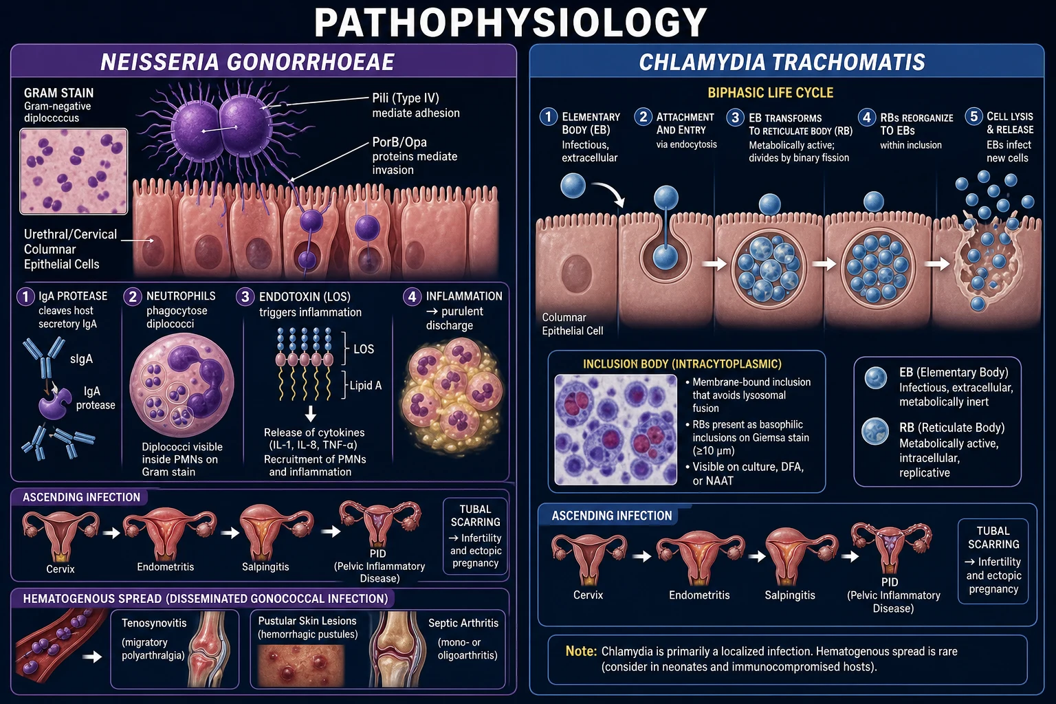 Mechanism infographic: left, N. gonorrhoeae diplococcus with pili attaching to and invading columnar epithelium, neutrophil phagocytosis, IgA protease, ascending PID; right, the C. trachomatis EB-to-RB developmental cycle inside a non-lysosomal inclusion
