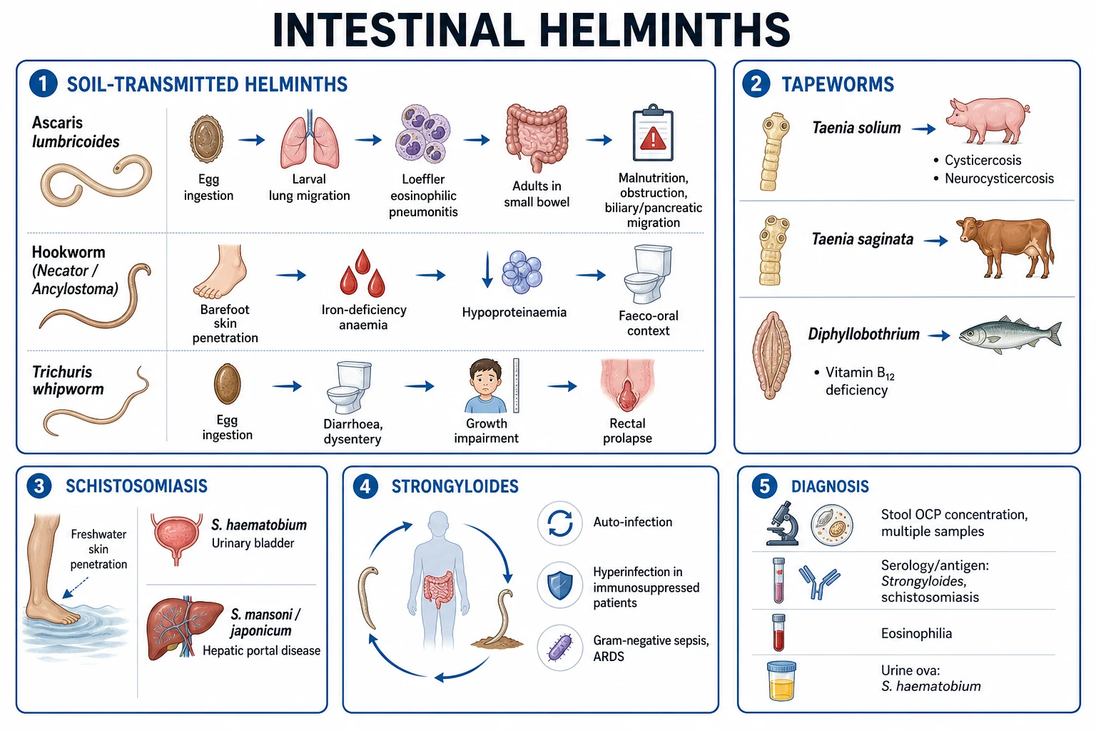 Clean infographic: nematodes, cestodes, trematodes, filarial worms, with acquisition route, key features, diagnostic sample, and drug of choice for each