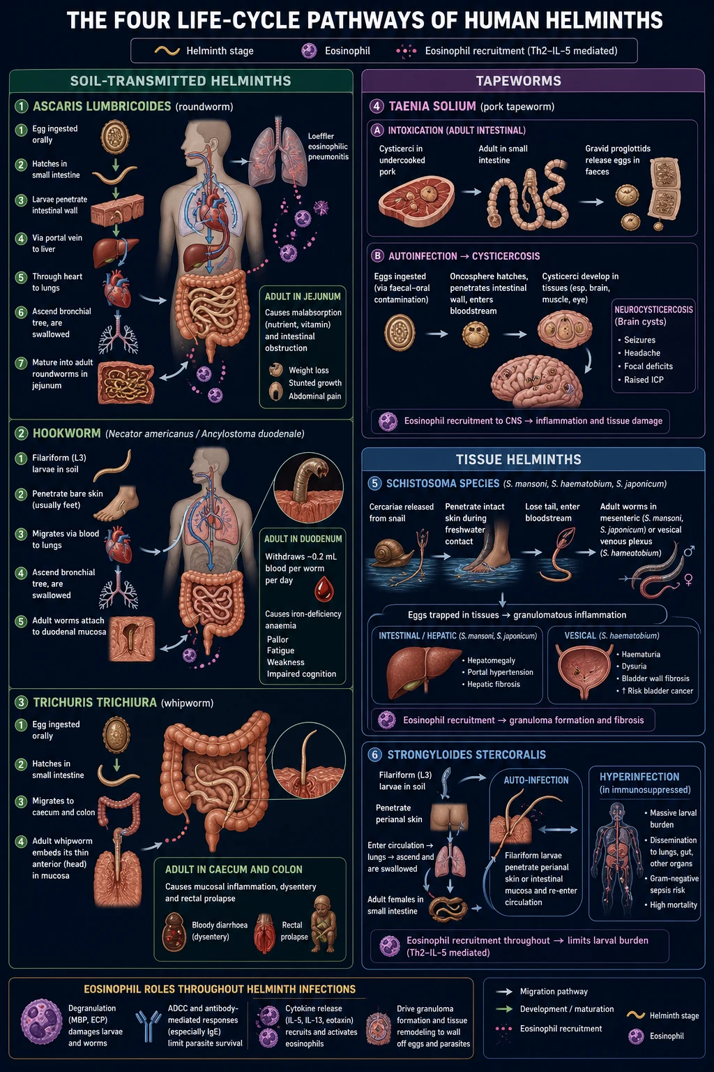 Mechanism infographic: four life-cycle pathways - Ascaris egg ingestion through hepatopulmonary migration to adult jejunum; hookworm filariform skin penetration through lung to duodenum with blood-feeding; Strongyloides auto-infection cycle; Schistosoma cercarial penetration with egg-driven granuloma; and Taenia solium egg ingestion causing neurocysticercosis brain cysts