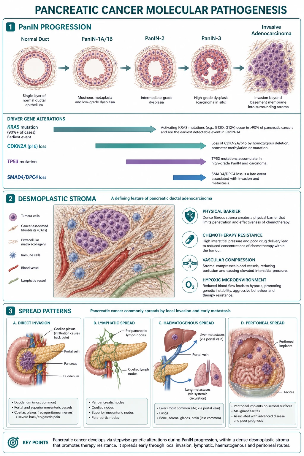 Flowchart of the HCC management algorithm from surveillance through diagnosis, staging and stage-directed treatment