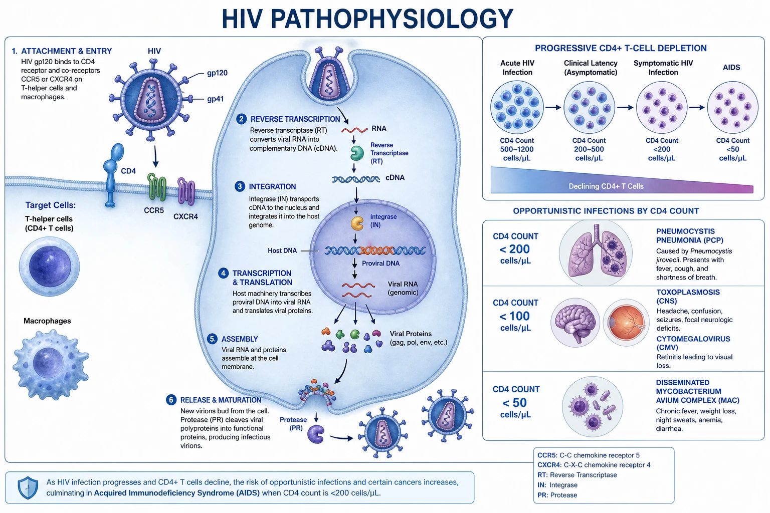 Mechanism infographic: HIV life cycle from gp120-CD4 binding, CCR5/CXCR4 co-receptor, fusion, reverse transcription by RT, integration into host DNA by integrase, transcription, protease cleavage, budding — with each drug class (NRTI, NNRTI, INSTI, PI, entry inhibitors) annotated at its point of action