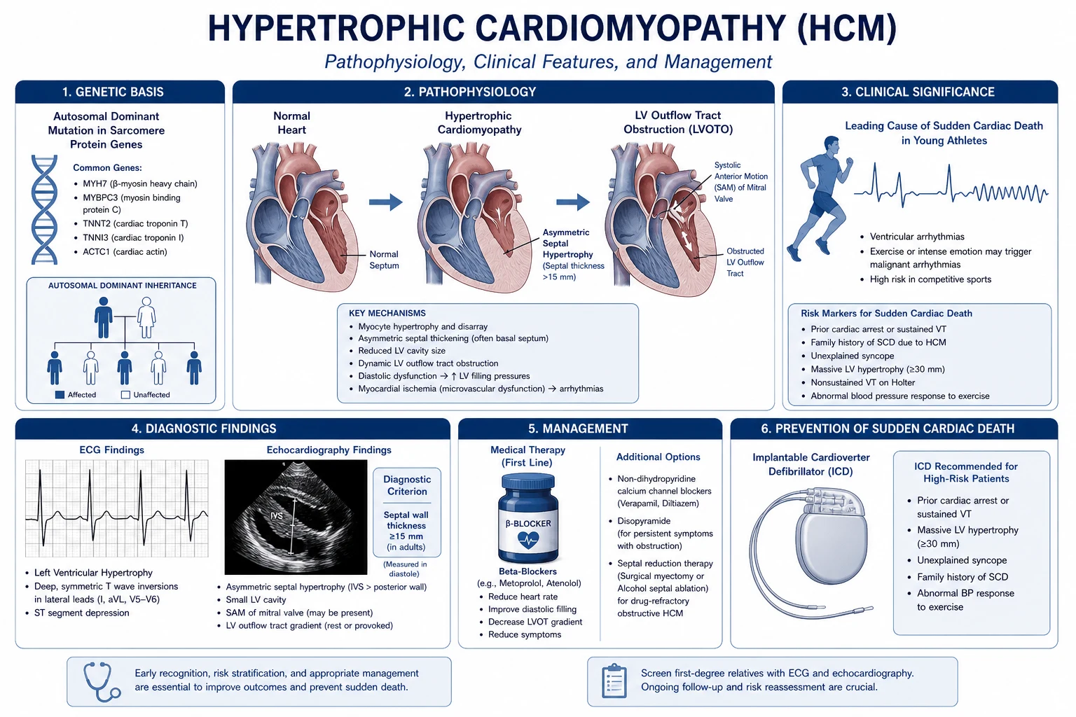 Mechanistic flow diagram from sarcomere gene mutation through myocyte disarray, fibrosis and small-vessel disease to the three clinical consequences: dynamic LVOT obstruction with SAM, diastolic heart failure with microvascular ischaemia, and sudden cardiac death from ventricular arrhythmia