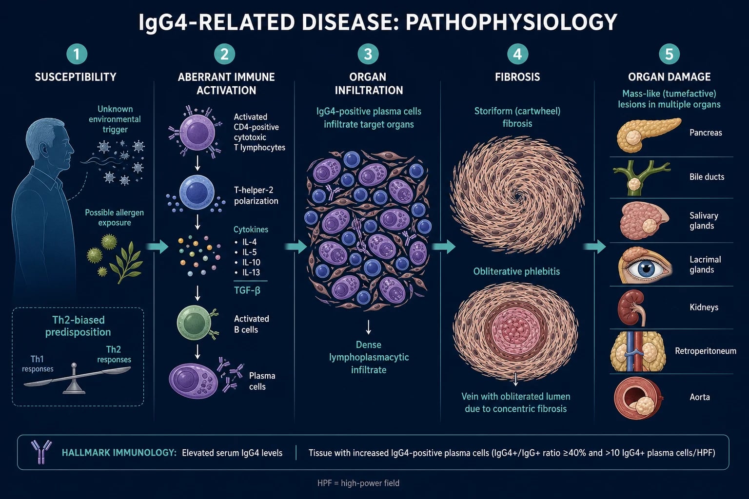 Clean horizontal pathophysiology infographic: susceptibility to immune activation to organ infiltration to storiform fibrosis to organ damage, in five numbered stages on a deep navy background