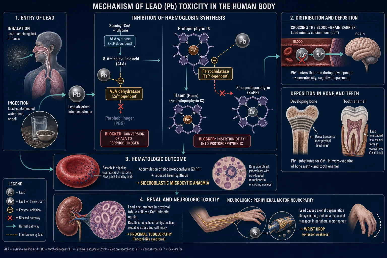 Mechanism infographic of lead toxicity: absorption and distribution, haem-synthesis enzyme blockade (ALA dehydratase and ferrochelatase), calcium-mimicry with bone deposition and BBB crossing, and target-organ effects
