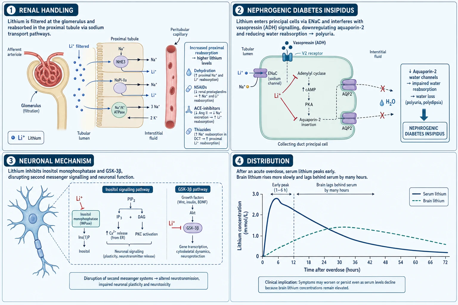 Medical educational figure of the molecular and cellular pathophysiology of lithium toxicity: renal handling and proximal reabsorption, nephrogenic diabetes insipidus via aquaporin-2 downregulation, neuronal inositol/GSK-3beta inhibition, and the distribution-time graph showing brain levels lagging serum
