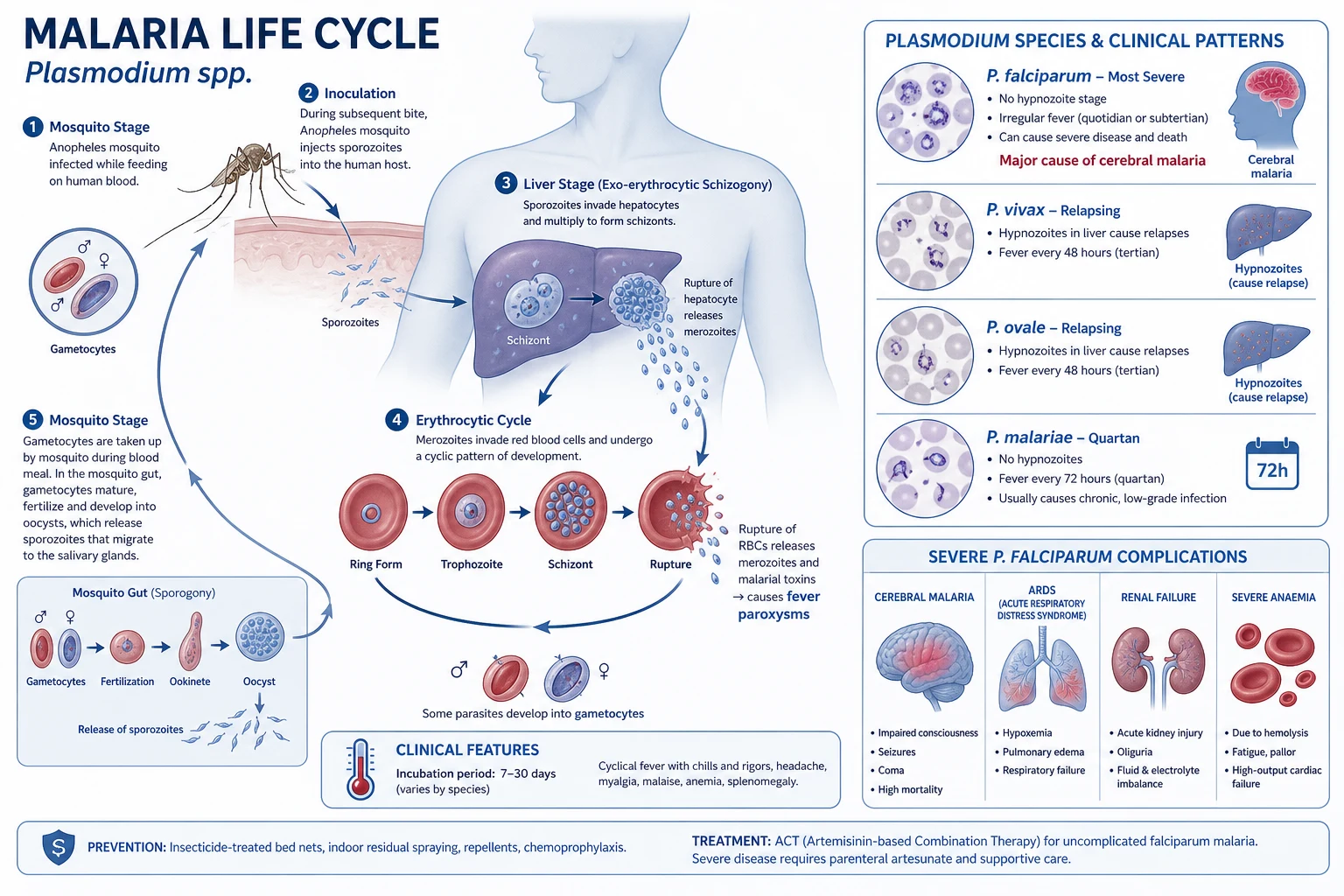 Life cycle diagram: Anopheles mosquito injects sporozoites → liver schizogony → hypnozoite (vivax/ovale) → merozoites → RBC ring/trophozoite/schizont → rupture + fever → gametocytes → mosquito