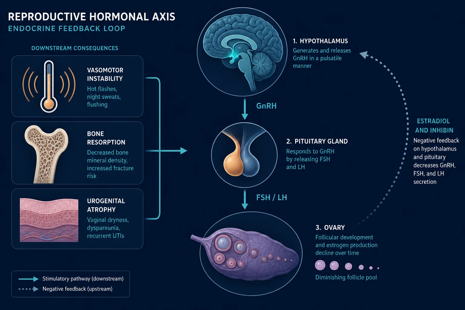 Diagrammatic infographic of the hypothalamic-pituitary-ovarian axis showing GnRH, FSH and LH, with the negative-feedback loop of oestradiol and inhibin, and three downstream consequence panels: vasomotor instability, bone resorption, and urogenital atrophy