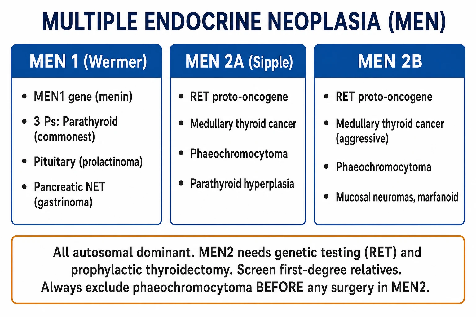 Clean three-column infographic comparing MEN 1, MEN 2A and MEN 2B with their genes and gland triads