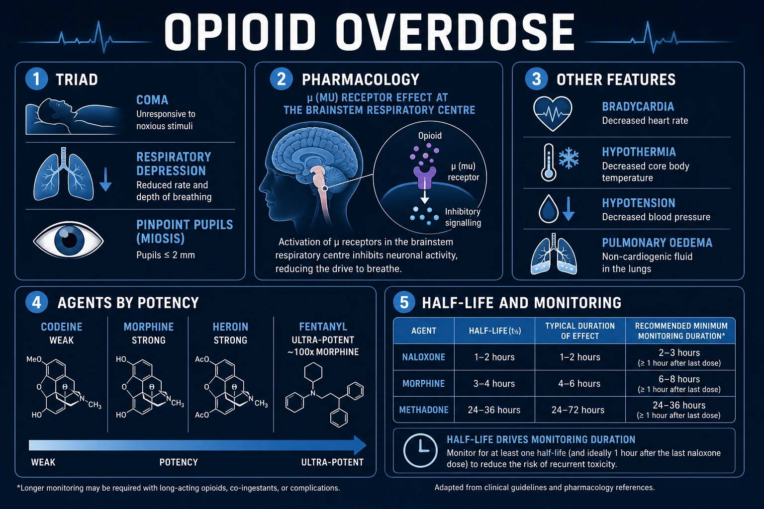 Clean infographic: the opioid triad, opioid pharmacology, agents by potency and half-life