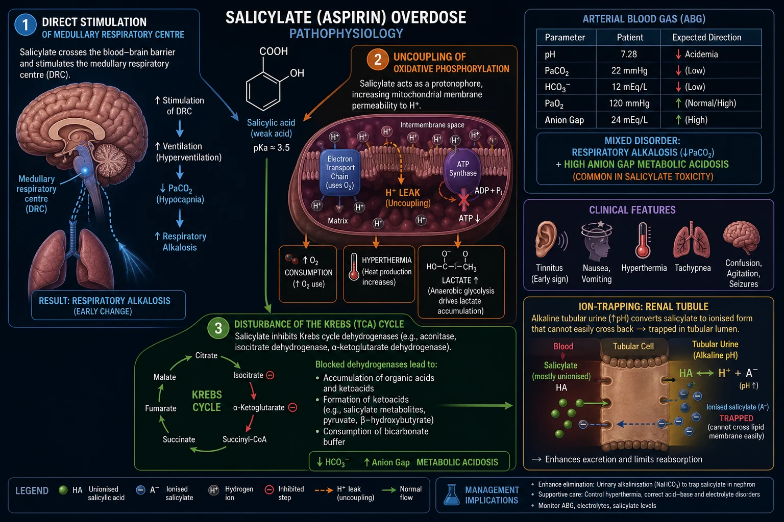 Cinematic medical illustration of salicylate (aspirin) overdose pathophysiology at the molecular and cellular level showing direct stimulation of the medullary respiratory centre, uncoupling of oxidative phosphorylation and inhibition of citric-acid-cycle dehydrogenases in the mitochondrion, alongside the renal-tubular target of urinary alkalinisation and a classic mixed respiratory alkalosis plus high anion-gap metabolic acidosis blood gas, on a deep navy background