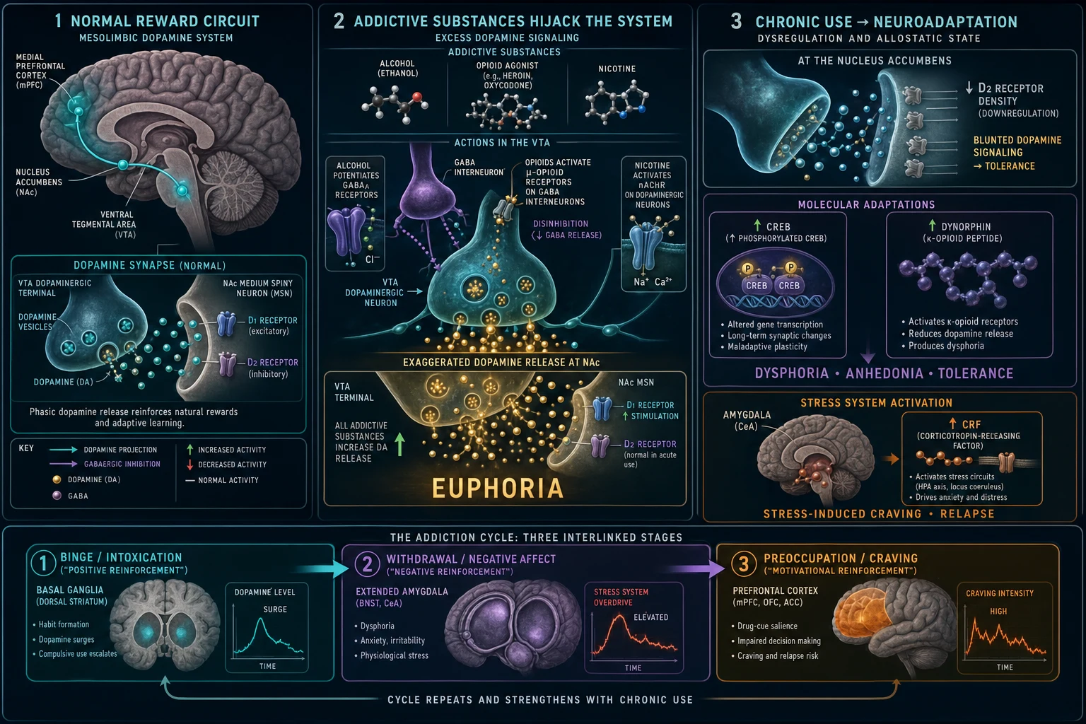 Mechanism infographic: mesolimbic dopamine reward pathway (VTA to nucleus accumbens), substance hijack, neuroadaptation (downregulated D2 receptors, upregulated CRF/dynorphin), and the three-stage addiction cycle