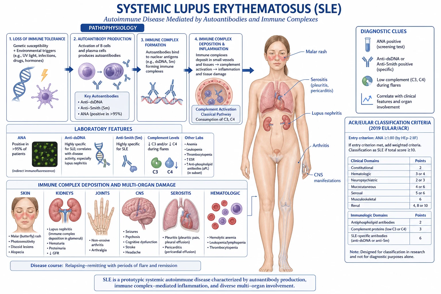 Pathogenesis of SLE: defective apoptotic clearance, autoantibody formation, immune complex deposition, type I interferon