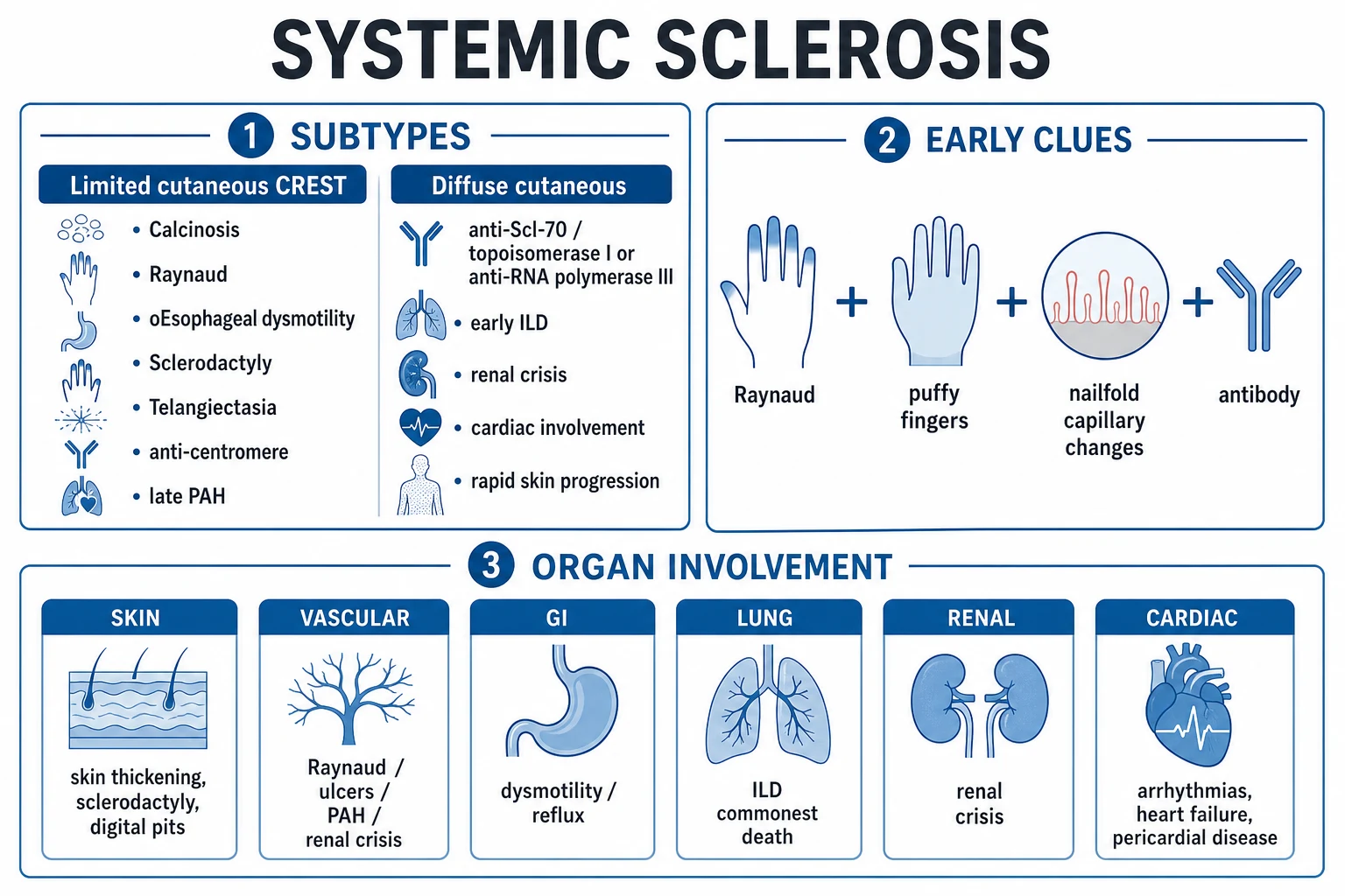 Clean infographic comparing limited cutaneous vs diffuse cutaneous SSc with antibodies, organ involvement and prognosis