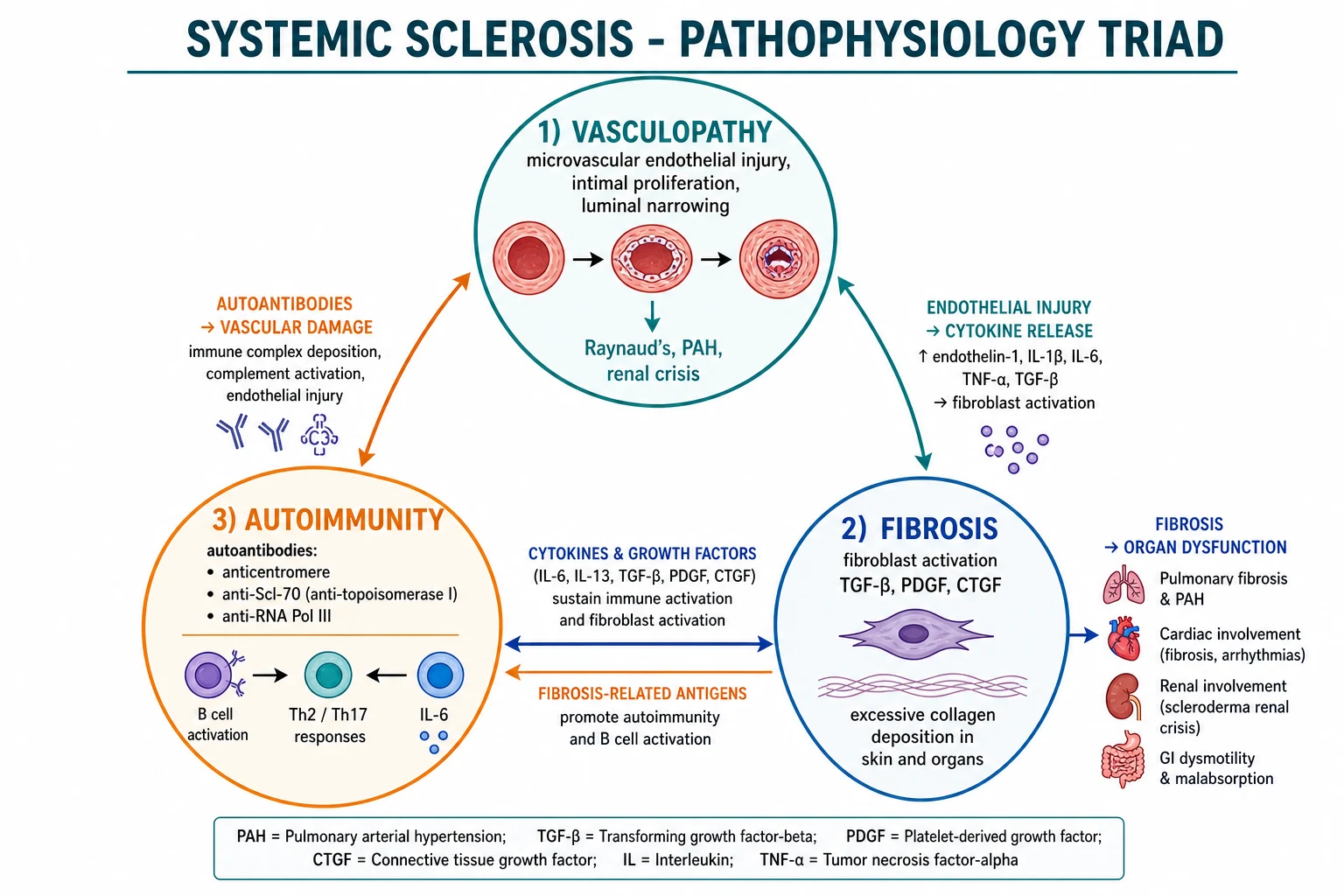 Mechanism infographic: microvascular injury to endothelium causing rarefaction, endothelin-1 release, vasospasm; immune activation producing CD4 T-cell Th2 cytokines, B-cell autoantibodies; fibroblast activation by TGF-beta and CTGF converting to collagen-secreting myofibroblasts, fibrosis of skin, lungs, vessels and gut