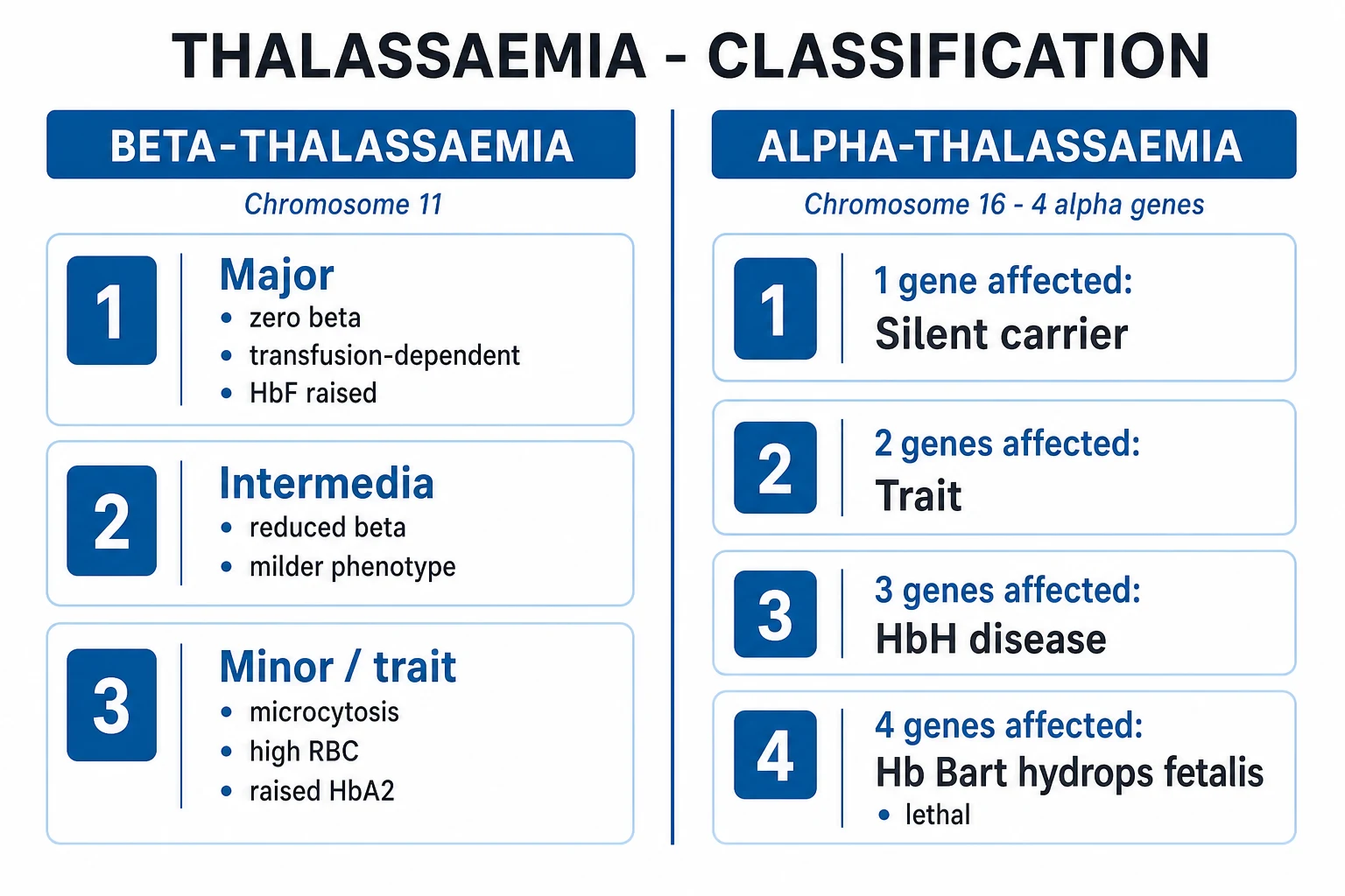 Clean two-column infographic: beta-thalassaemia (3 forms) versus alpha-thalassaemia (4 gene doses)