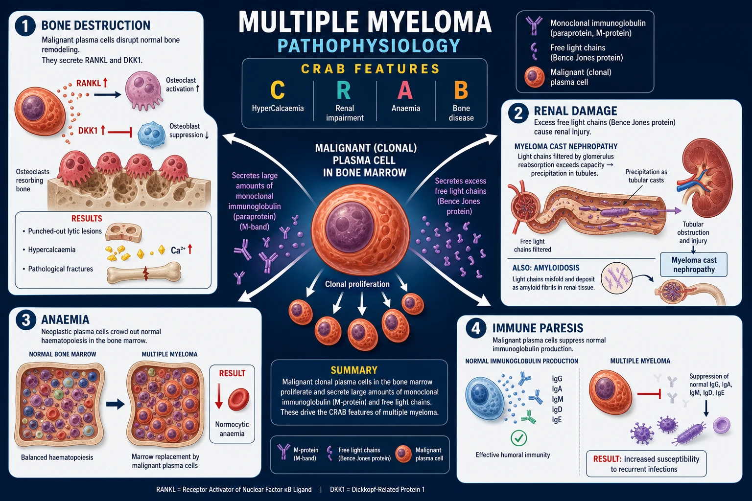 Scientific pathophysiology diagram: beta-thalassaemia panel with absent beta chains and precipitating alpha chains, and alpha-thalassaemia panel showing one-to-four gene deletions leading to HbH and Hb Bart tetramers
