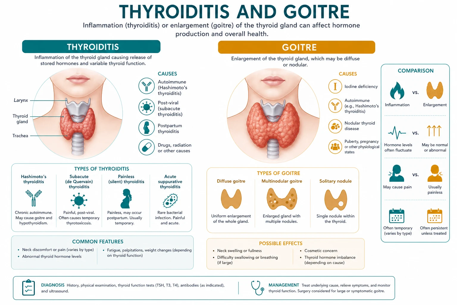 Mechanistic diagram showing the triphasic hormone curve of destructive thyroiditis and the HPT feedback axis