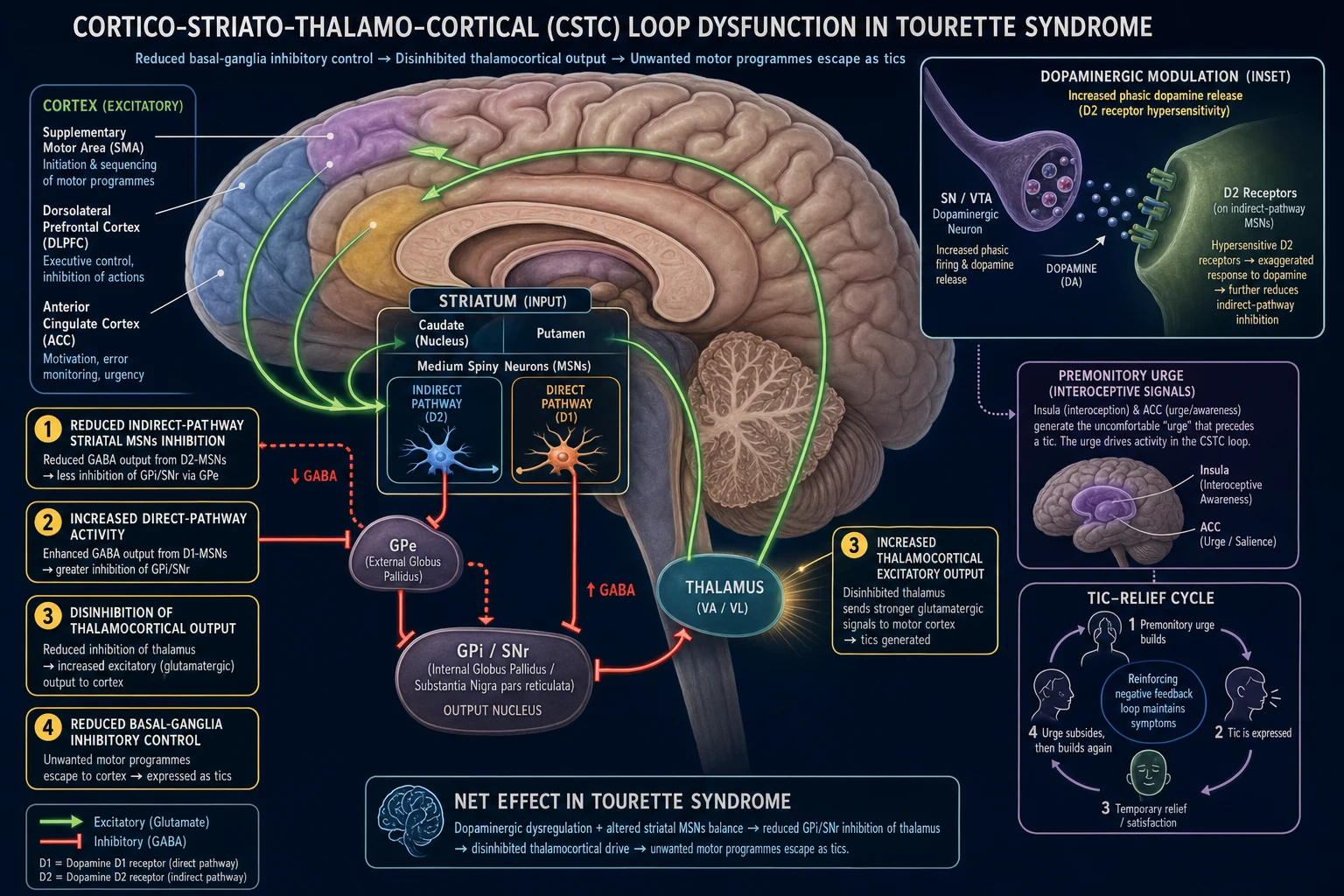 Mechanistic infographic of the cortico-striato-thalamo-cortical loop in Tourette syndrome showing cortex, striatum, globus pallidus, substantia nigra, thalamus, dopaminergic pathways, direct and indirect pathways, and the premonitory-urge/tic-relief cycle