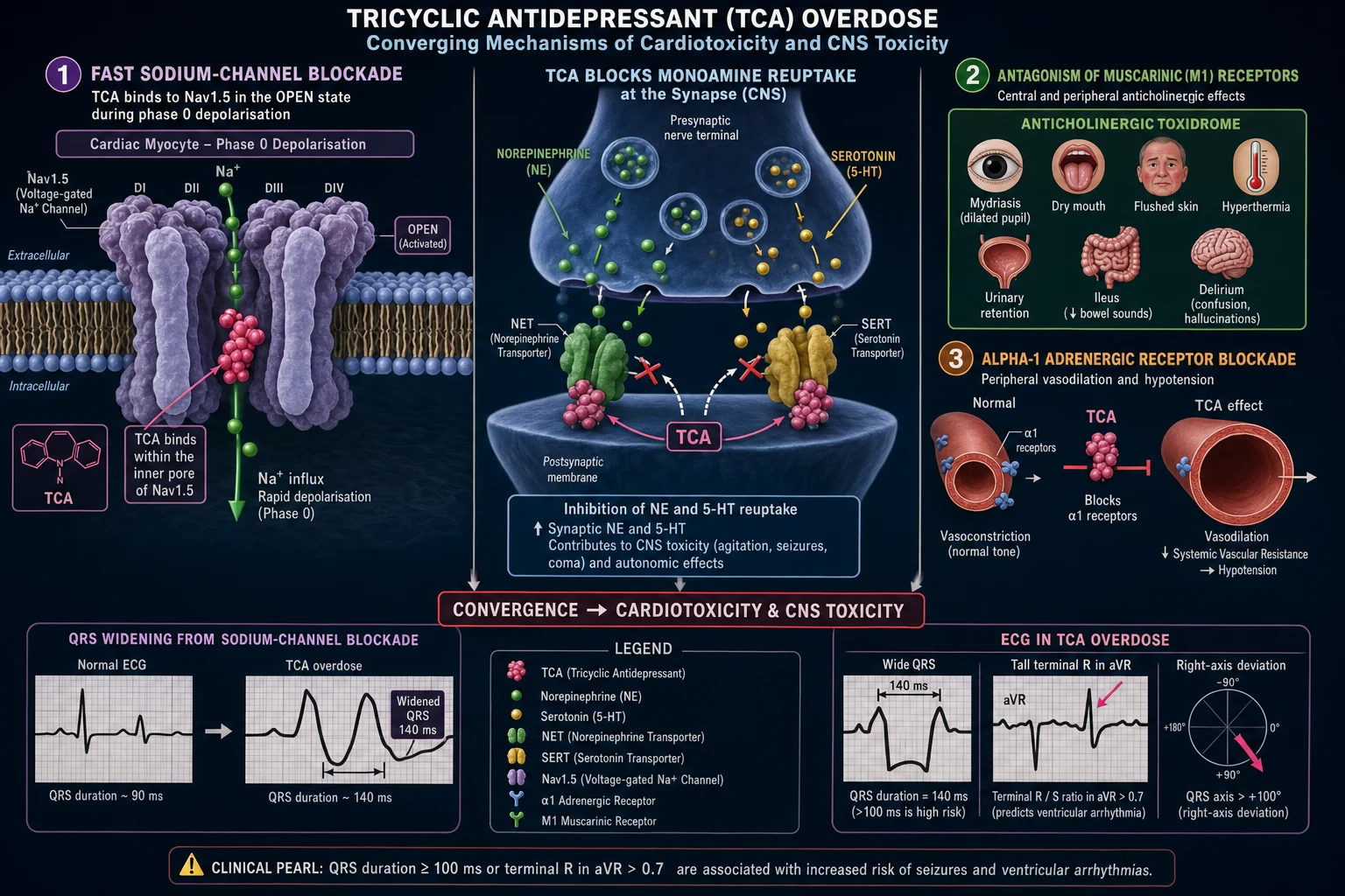 Medical educational figure of the molecular pathophysiology of tricyclic antidepressant overdose: three labelled mechanisms converging on cardiotoxicity and CNS toxicity