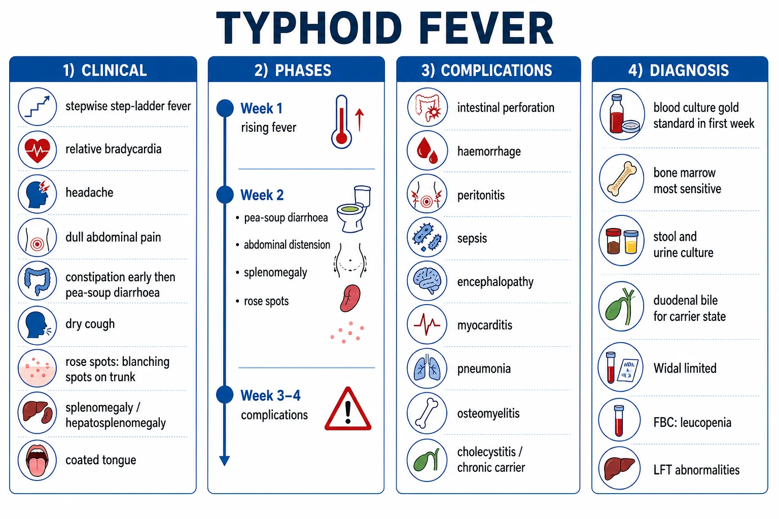 Clean infographic: clinical phases, complications, antimicrobial resistance profiles, and diagnosis of typhoid fever
